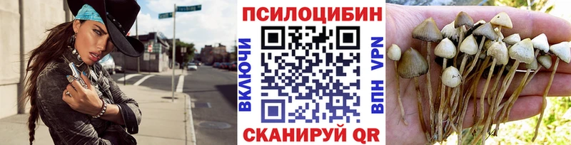 купить   Топки  Псилоцибиновые грибы прущие грибы 